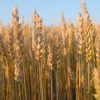 Wheat Prices on the Rise: Black Sea Conflict and U.S. Dry Spell Fuel Rally