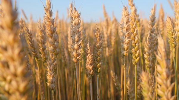 Wheat Prices on the Rise: Black Sea Conflict and U.S. Dry Spell Fuel Rally