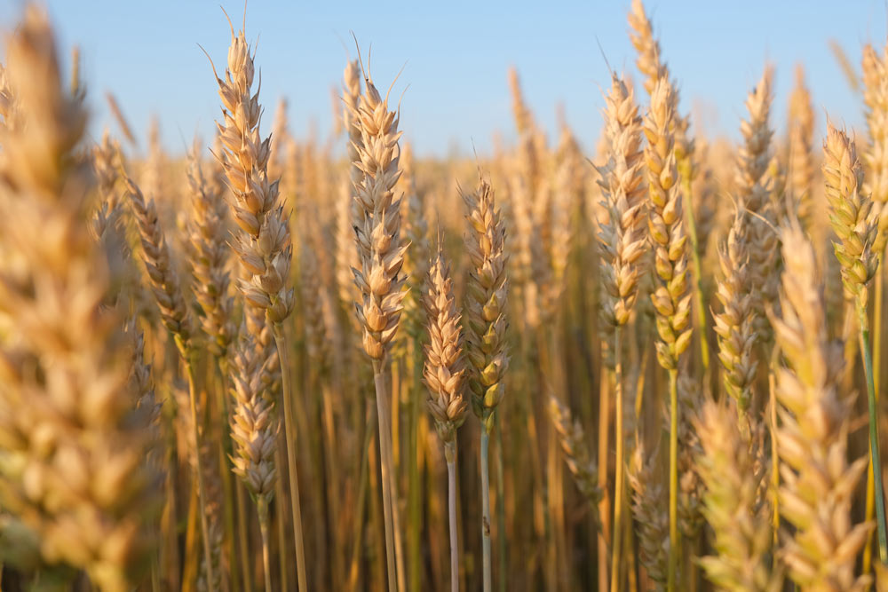 Wheat Prices on the Rise: Black Sea Conflict and U.S. Dry Spell Fuel Rally