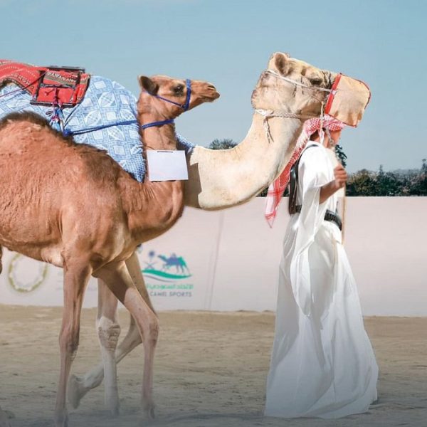 نهائي دوري هجان 2026 في الجنادرية .. الرياضة تلتقي بالأصالة