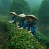 China’s Tea Industry Transformation .. A $216 Billion Goal by 2030