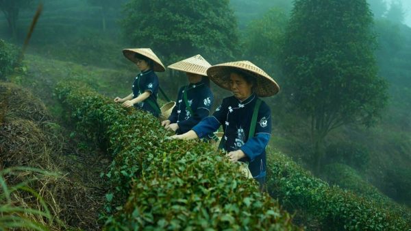 China’s Tea Industry Transformation .. A $216 Billion Goal by 2030