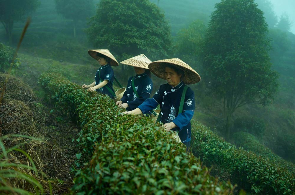 China’s Tea Industry Transformation .. A $216 Billion Goal by 2030